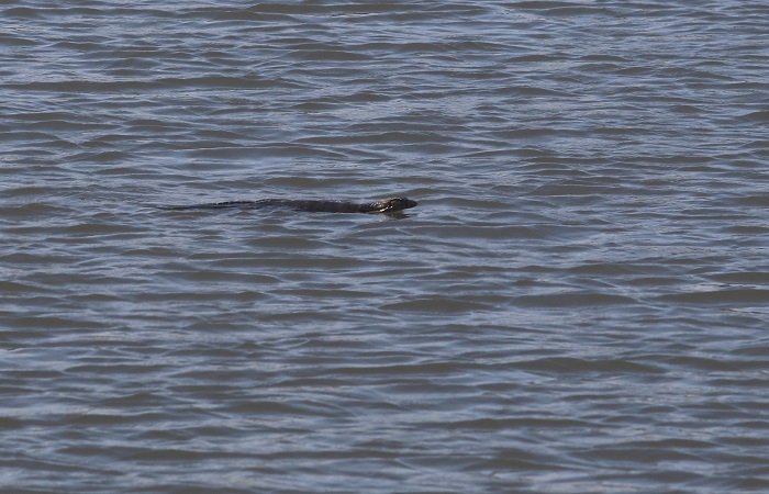 Seekor biawak berenang mengapung diatas muara sungai mati.