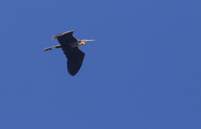 Burung Bangau Hitam terbang diatas sungai mati kawasan Kuta.