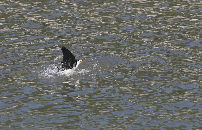 Burung Pecuk Hitam (Phalacrocorax) yang sedang berjemur dan sesekali mencebur ke sungai untuk berburu ikan.