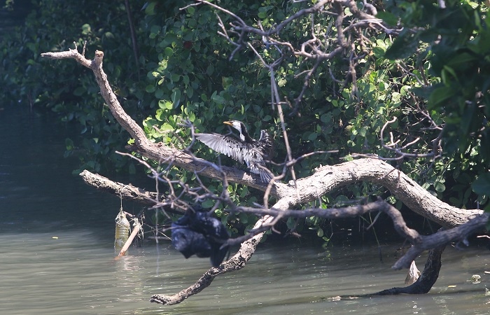 Burung Pecuk Hitam (Phalacrocorax) yang sedang berjemur dan sesekali mencebur ke sungai untuk berburu ikan.