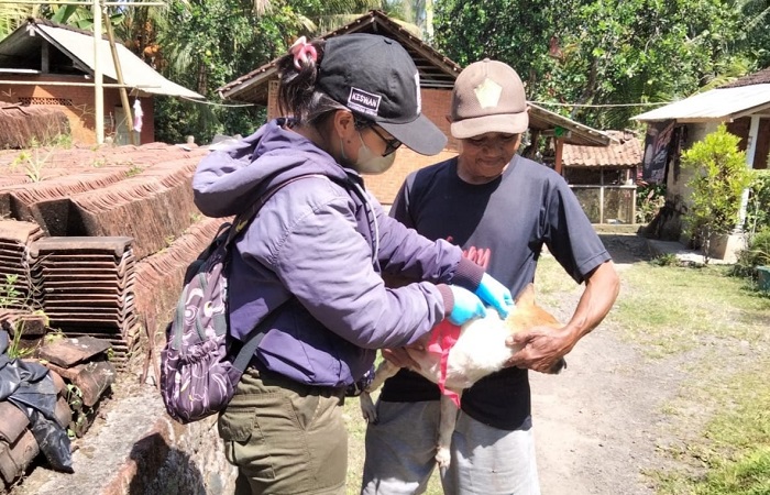 Vaksinasi emergency di Desa Pohsanten, Kecamatan Mendoyo, Jembrana, setelah bertambah dua kasus rabies.