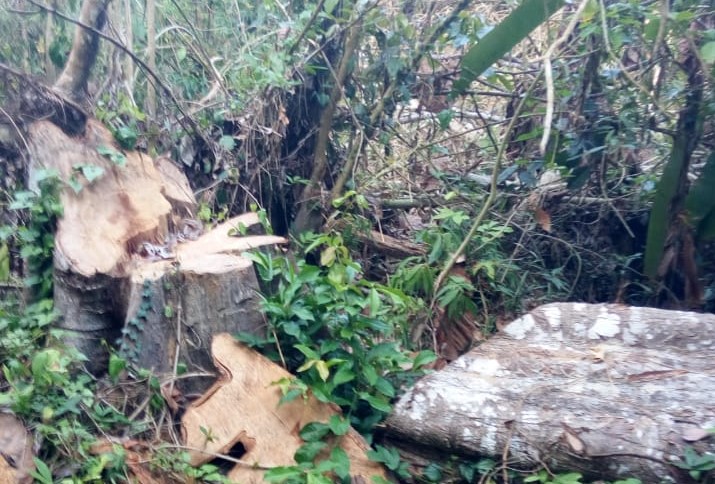 LIAR: salah satu aktivitas lahan di dalam kawasan hutan setalah dilalukan penebangan pohon