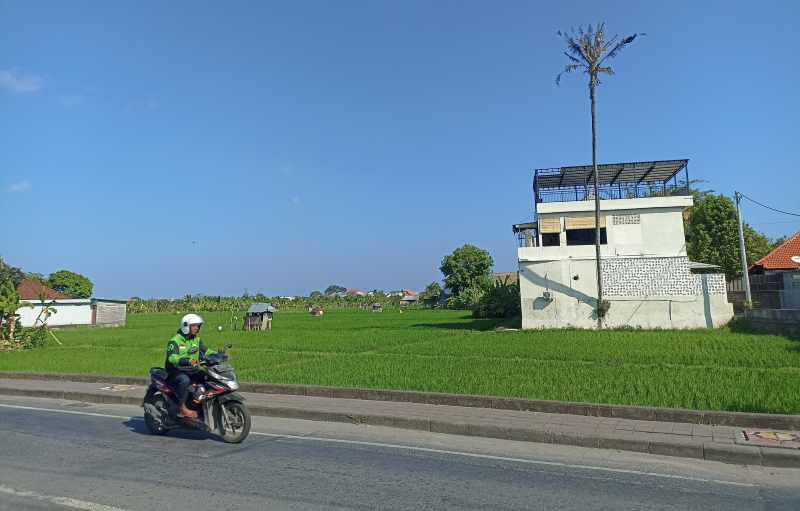 SEMAKIN TERDESAK : Kondisi lahan salah satu sudut persawahan di Legian (adrian suwanto/radar bali)