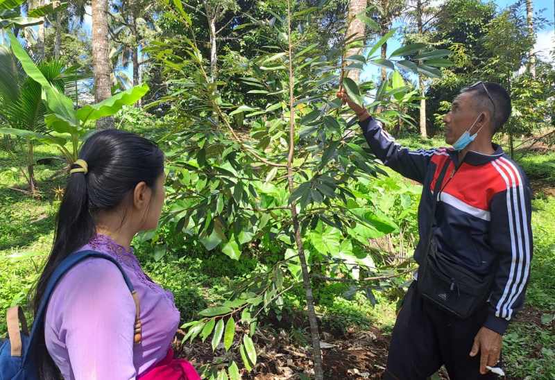 TUNJUKKAN BUNGA BERGUGURAN : Suasana pohon durian di Desa Mundeh Kangin, Selemadeg Barat, Tabanan.(juliadi/radar bali)