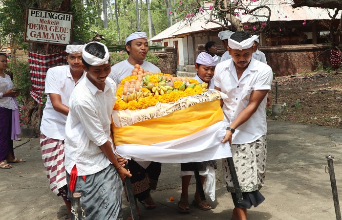 Pengempon di Pura Agung Pulaki, menggelar tradisi wanara laba. Monyet dan kera di sekitar pura pesta pora buah dan telur.