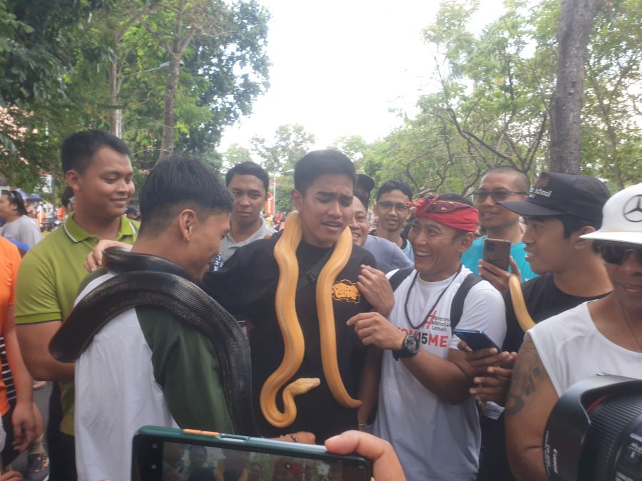 MERINGIS: Kaesang Pangarep berkalung ular Piton terlihat meringis jadi tontonan publik.