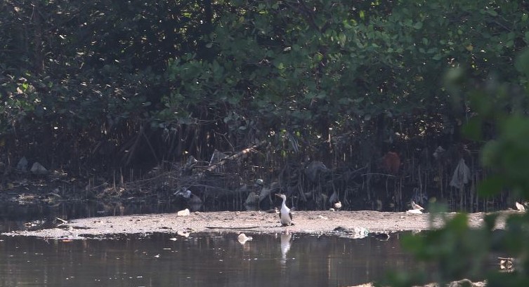 DIANTARA SAMPAH: Seekor burung Pecuk Padi Belang (Microcarbo melanoleucos) sedang berjemur di sela mencari ikan di kawasan  muara Oengembak Sanur, Senin, 9 Oktober 2023.