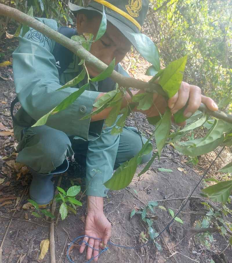 PEMBURU MASIH GENTAYANGAN : Tim patroli temukan jerat satwa di dalam kawasan hutan TNBB.(istimewa)