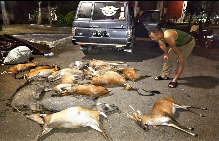 Barang bukti satwa liar yang diamankan dari tangan pemburu liar di kawasan Taman Nasional Bali Barat.