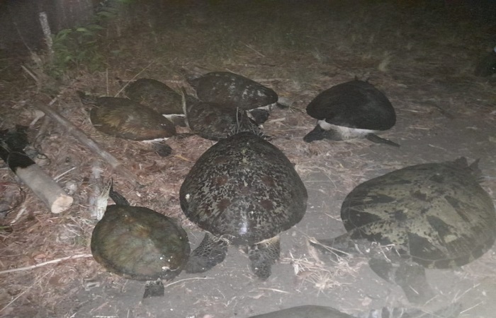 Polisi mengamankan belasan penyu yang diselundupkan pelaku dari Jawa ke Bali, Selasa dini hari.