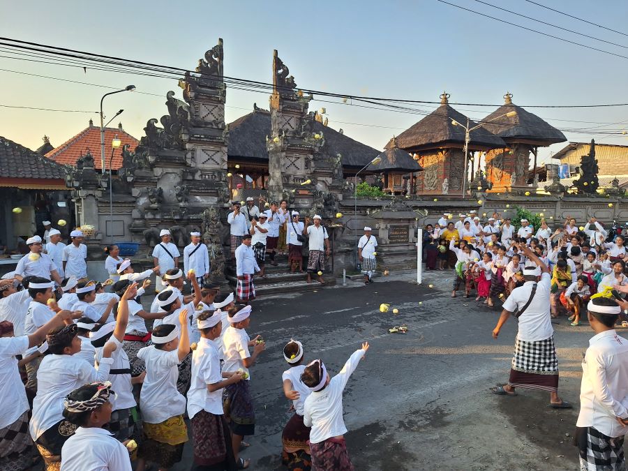 TRADISI: Suasana keseruan tradisi Perang Gandu di Desa Adat Tumbak Bayuh Mengwi, Kabupaten Badung pada Sabtu (21/10/2023)