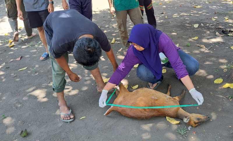 KORBAN AKSI PEMBURU LIAR BIADAB : Kijang korban perburuan diidentifikasi petugas setelah kejadian.(foto: dok.TNBB)