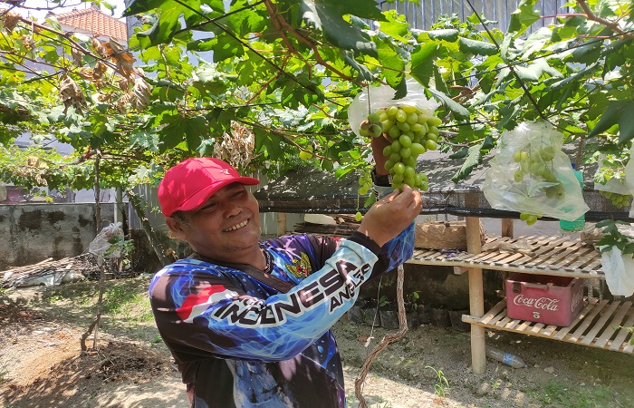 I Wayan Sania ditemui di kebun anggurnya.