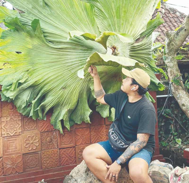 JUMBO: I Ketut Santika pemilik Platynesia menunjukkan Platycerium jenis Wandae yang super jumbo dan sempat viral di media sosial. (foto: i ketut santika untuk radar bali)