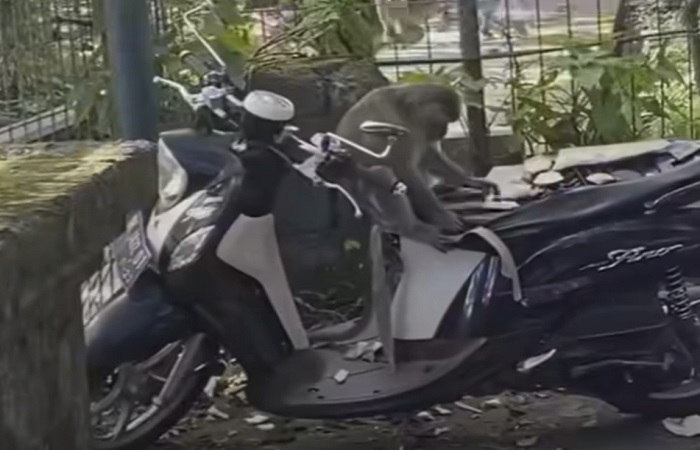 -Aksi seekor monyet viral di media sosial. Pada sebuah video yang dibagikan oleh sejumlah akun media sosial, tampak seekor monyet sedang asyik duduk di atas sepeda motor.