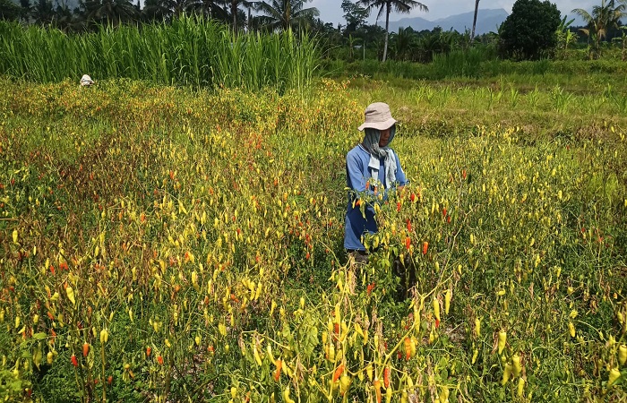 Petani cabai di Desa Bungaya, Kecamatan Bebandem, saat memperlihatkan tanaman cabai miliknya yang mengalami kerusakan karena cuaca yang panas.