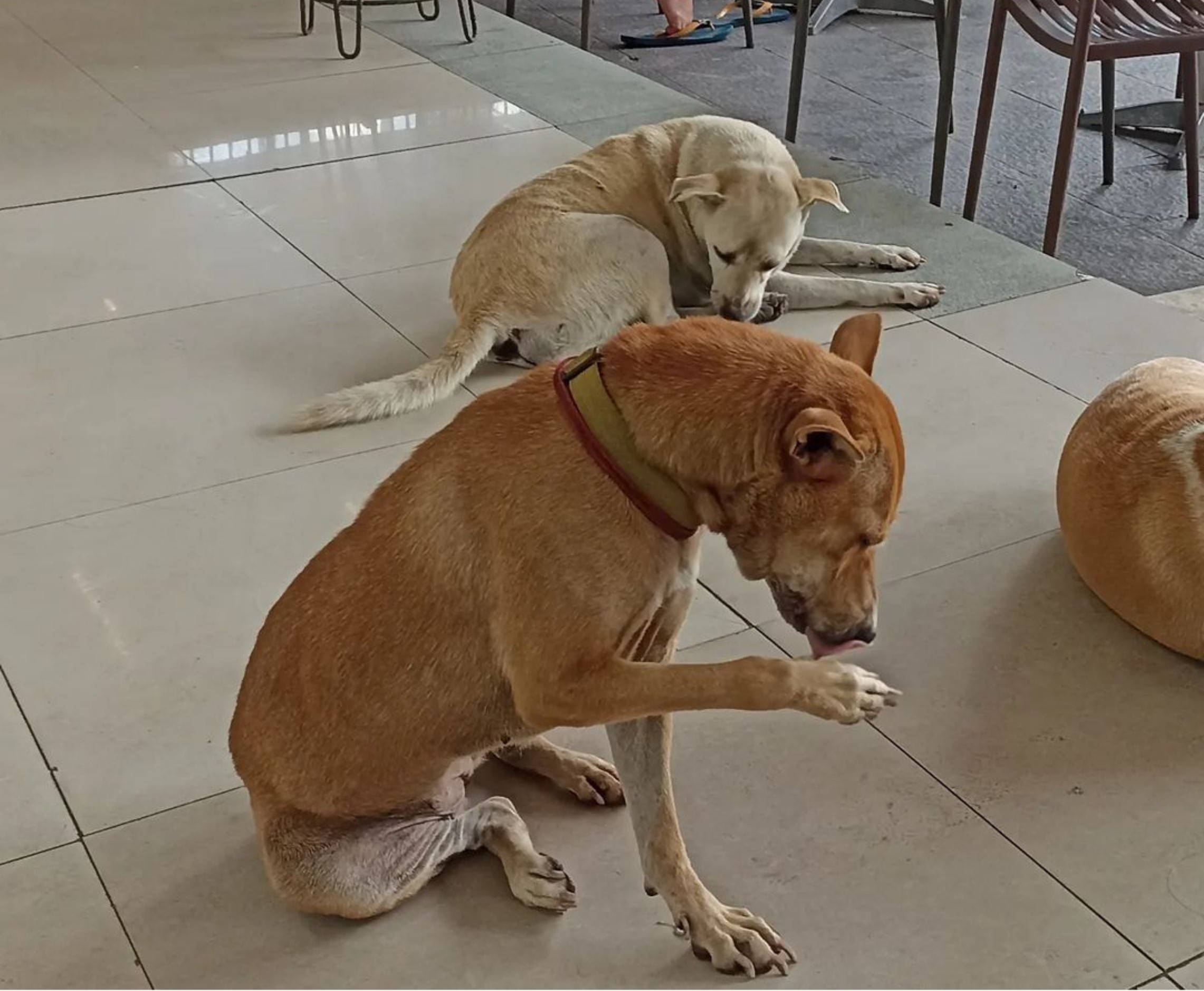 POTENSI RABIES: Beberapa anjing peliharaan juga banyak yang menggigit tapi nihil rabies.