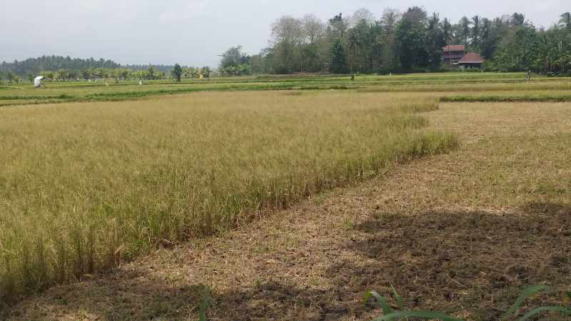 TERPAKSA DIBABAT UNTUK PAKAN TERNAK: Tanaman padi di Banjar Pangkung Buluh, Desa Kaliakah, Jembrana, ini dibabat meskipun belum ada bulir padi. Tanaman padi dipotong untuk pakan ternak.(m.basir)