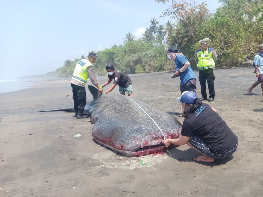 JUMBO: Ikan Hiu Paus tutul di ukur oleh petugas sebelum akhirnya di kubur.