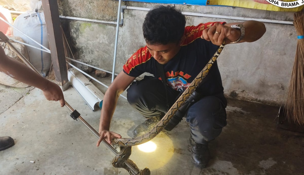 DI EVAKUASI: Ular Piton sepanjang 1,5 meter yang masuk Apotelk Pekutatan akhirnya di evakuasi
