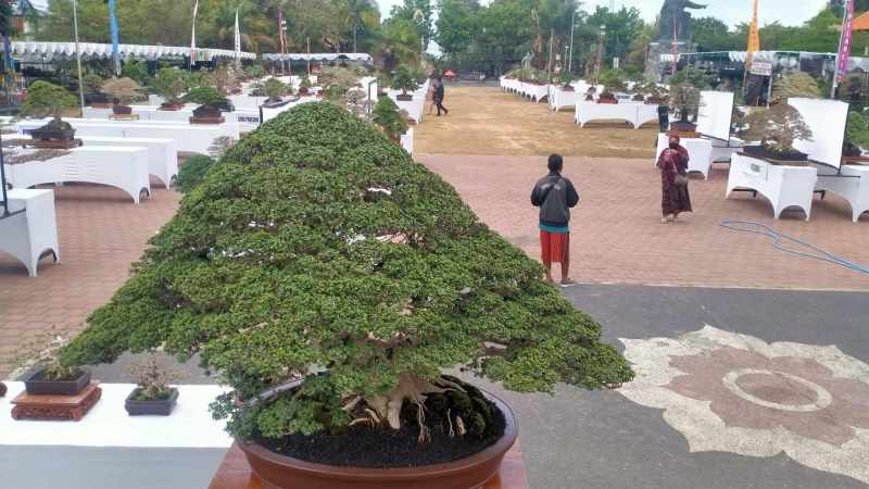 MENGINSPIRASI : Pameran bonsai dalam rangka HUT Tabanan. (foto:juliadi/radar bali)