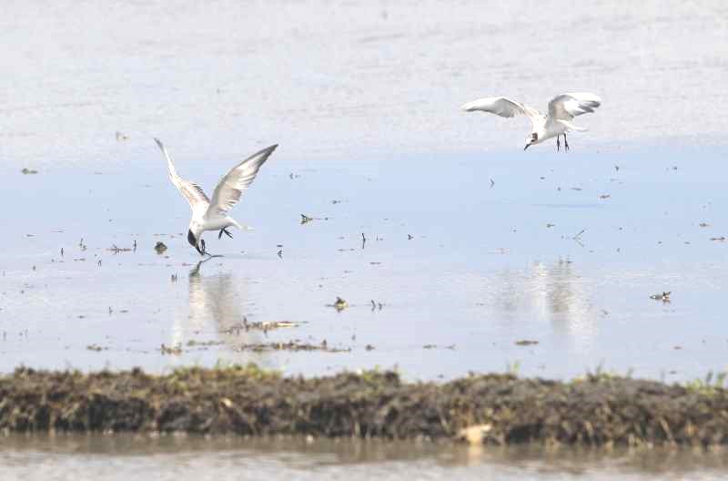 ATRAKTIF : Seekor burung dara  laut kumis tampak Tengah menyambar makanan Sanur Kauh, Denpasar. (miftahuddin m.halim)