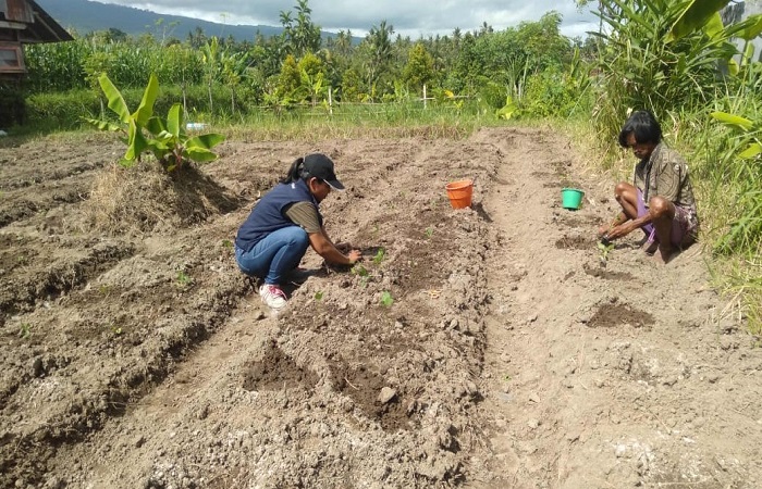 Proses penanaman cabai di Desa Sambangan, mengantisipasi lonjakan harga tahun depan.