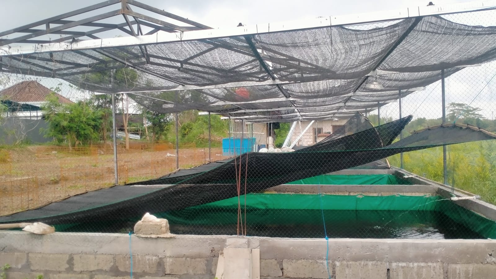 PAKAN MAHAL: Kolam budidaya ikan lele yang ada di Banjar Dinas Jadi Desa, Desa Banjar Anyar, Kediri Tabanan