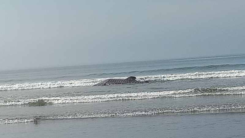 MANGAGETKAN : Ikan raksasa ini terdampar di Pantai Banjar Yehkuning, Pekutatan, Jembrana, dan akhirnya didorong balik ke lautan. (foto milik warga untuk radar bali)