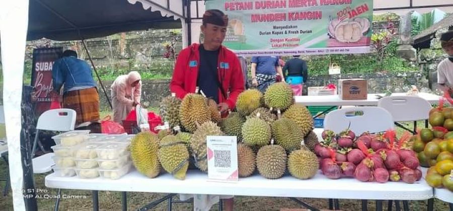 SAMPAI DIKEMAS: Panen durian yang melimpah membuat harga di pasar jadi murah meriah.
