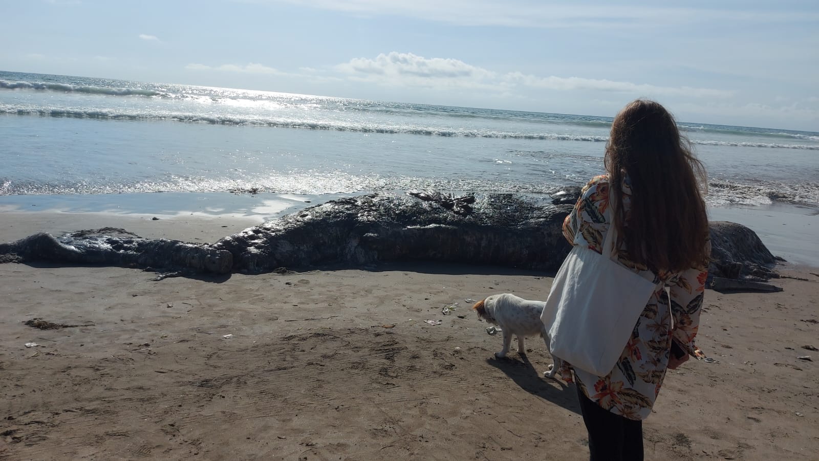 MENEBAR BAU BUSUK: Monster pantai Selatan Paus Sperma atau Physeter Macrocephalus berjenis kelamin betina dengan panjang 10,66 meter, terdampar dan membusuk di Double Six Seminyak Bali