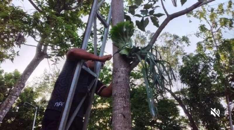 PELIHARA TANAMAN: Pegawai KONI Tabanan merawat tanaman simbar menjangan kembali di halaman Kantor KONI Tabanan.(juliadi/radar bali)