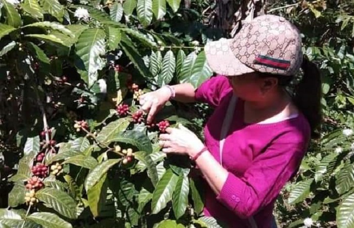 Petani Kopi asal Desa Pujungan Kecamatan Pupuan, Tabanan.