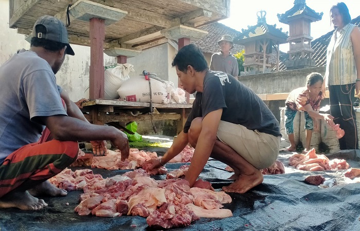 Keluarga I Ketut Budiarsa di Banjai Dinas Piling Tengah, Mengesta Penebel Tabanan menjalani tradisi mepatung, membeli babi untuk keperluan Perayaan Hari Raya Natal.