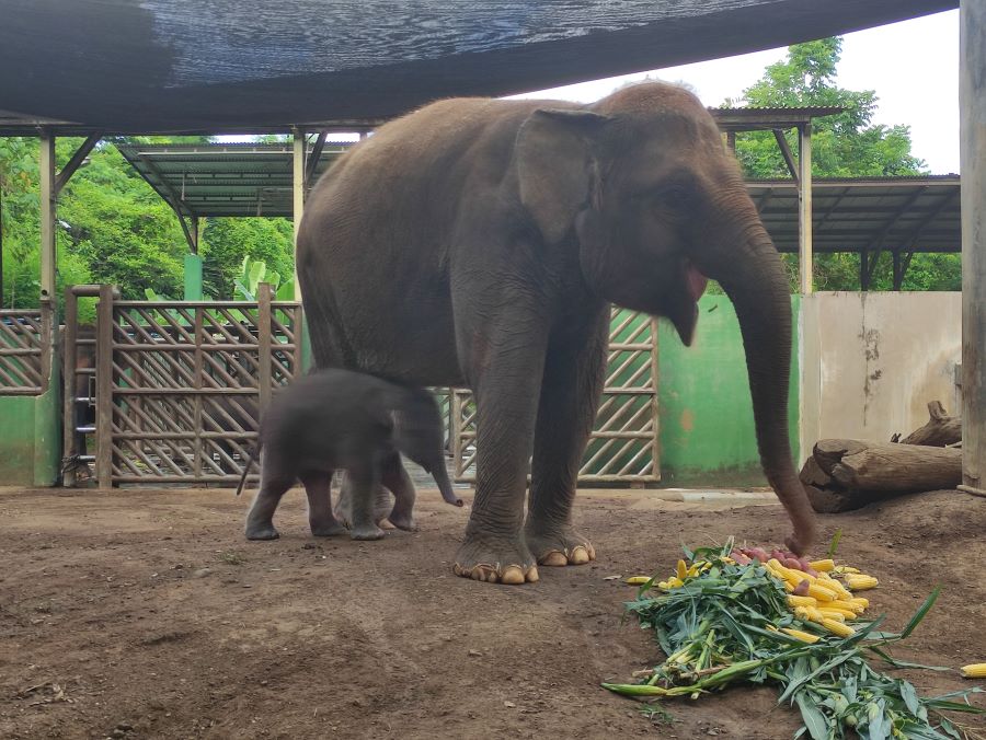 PENGHUNI BARU: Pasangan Gajah Nuhayati dan Budi beranak di Bali Zoo dan diberi nama Kama