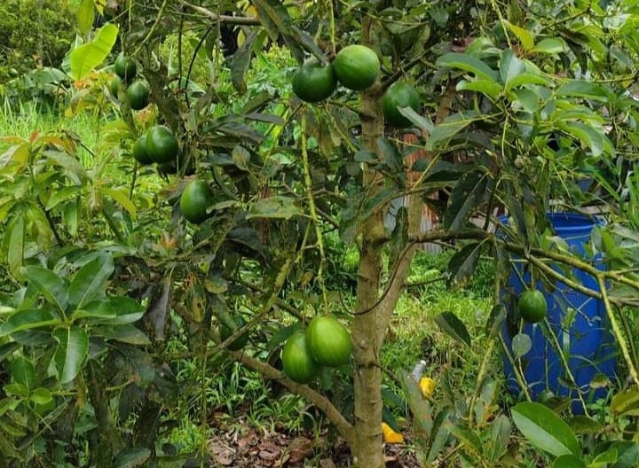 UNGGUL: Alpukat Vietnam yang saat ini dikembangkan oleh kelompok tani di Kabuopaten Tabanan.