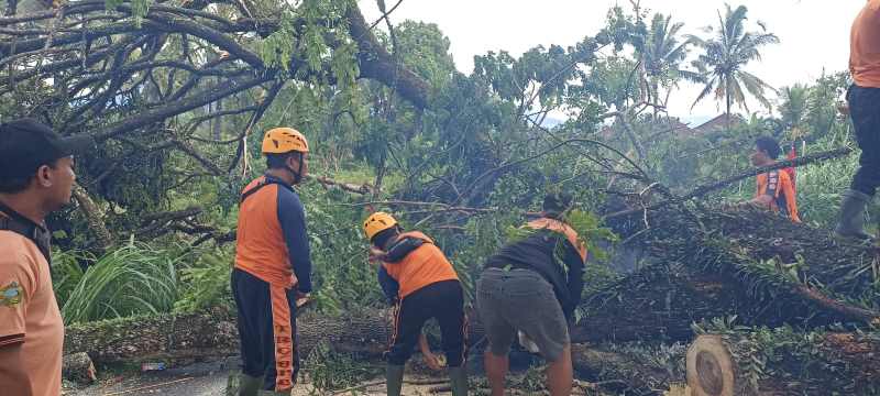 POHON TUA : Pohon kayu suar berukuran besar tumbang ditengah jalan jurusan Denpasar-Singaraja yang memicu kemacetan panjang.(juliadi/radar bali)