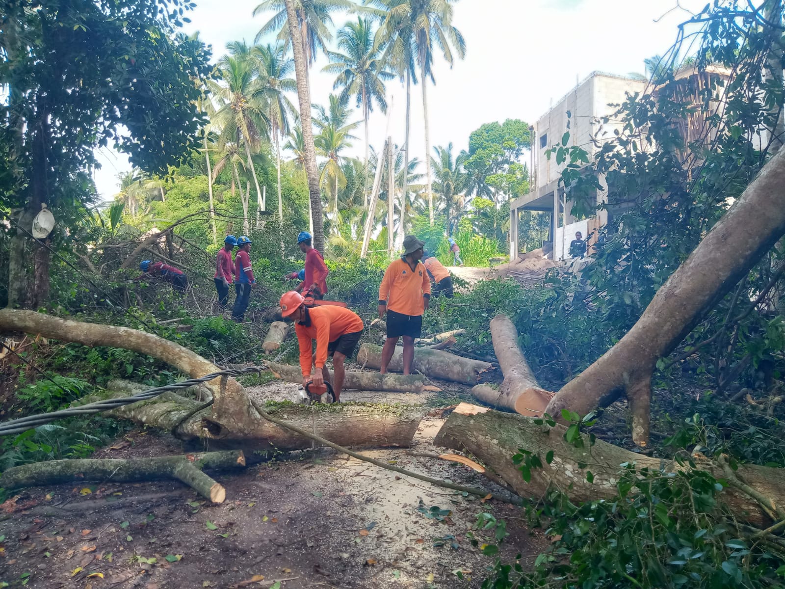 HALANGI JALAN: Petugas dari BPBD Gianyar melakukan pemotongan dan pembersihan dahan pohon beringin tua yang tumbang di Payangan Gianyar.