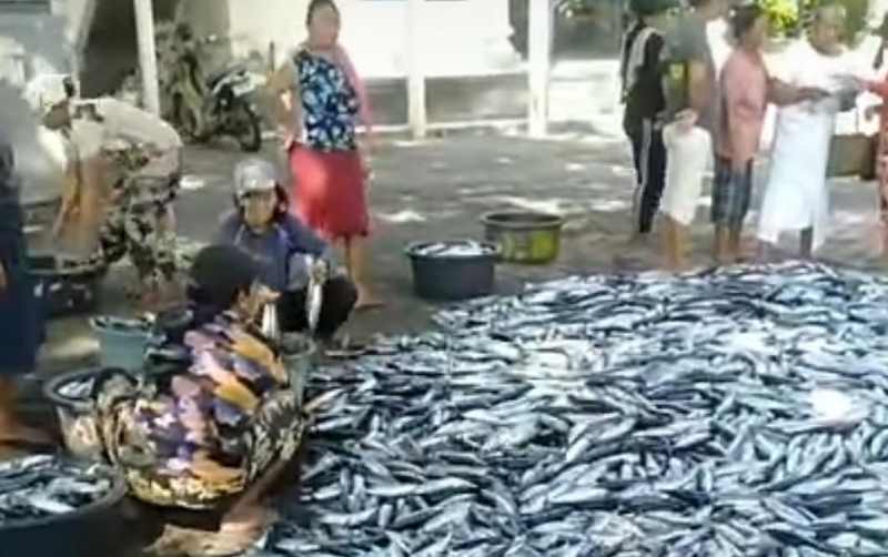 IKAN MELIMPAH : Nelayan di Pengalon, Kecamatan Manggis saat membeberkan hasil tangkapan ikan yang melimpah, Kamis (11/1/2024). (foto:Istimewa)