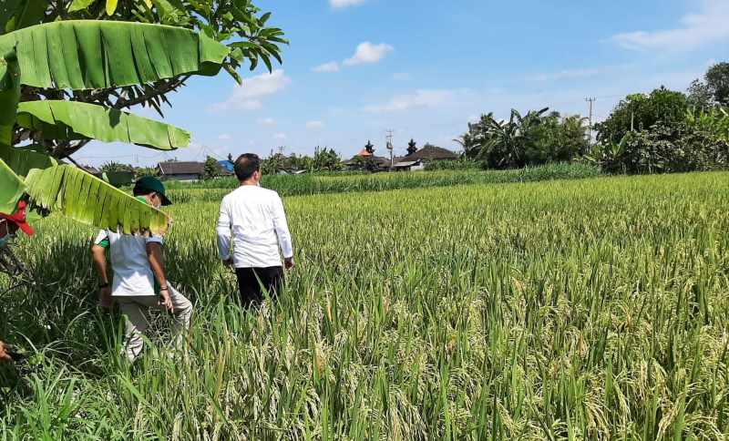 MASIH SEPI PEMINAT SUBSIDI: Pertanian padi di Kabupaten Klungkung.(dewa ayu pitri arisanti)