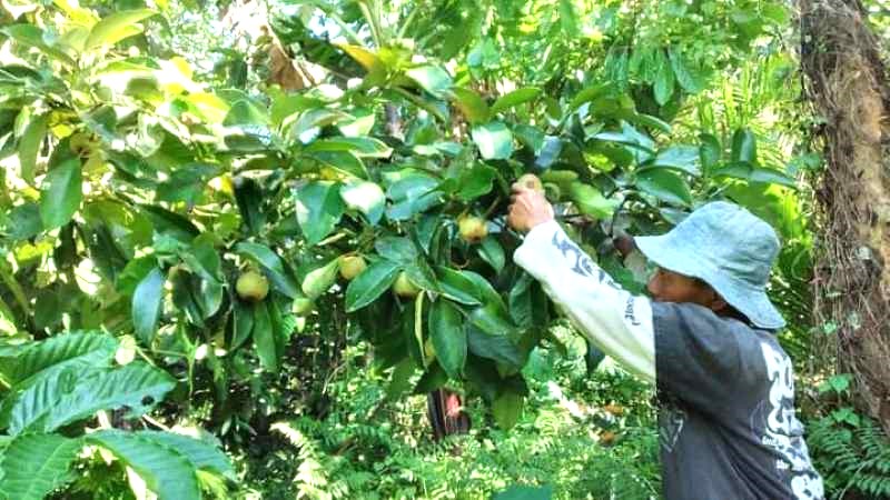HASIL KURANG MAKSIMAL : Petani Tabanan Tengah memanen buah manggis. (juliadi/radar bali)