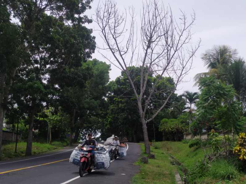 SEBAGIAN MATI : Pohon perindang jalan yang mati di Jalan Denpasar &ndash; Gilimanuk. (foto:m.basir)