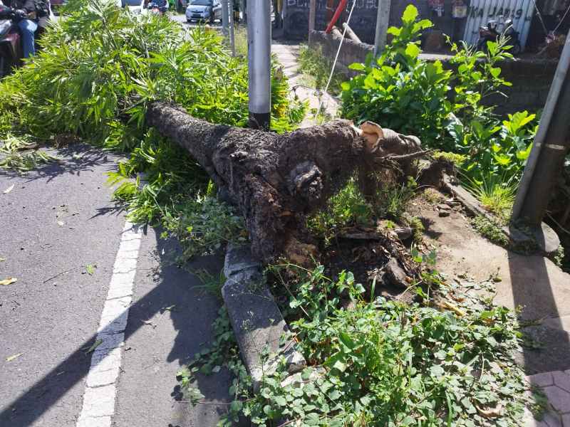 TAK TERDUGA : Kondisi pohon tumbang di lokasi kejadian  di Simpang Bukit Jati, Kelurahan Samplangan, Gianyar, ini sangat mengagetkan. (Istimewa)
