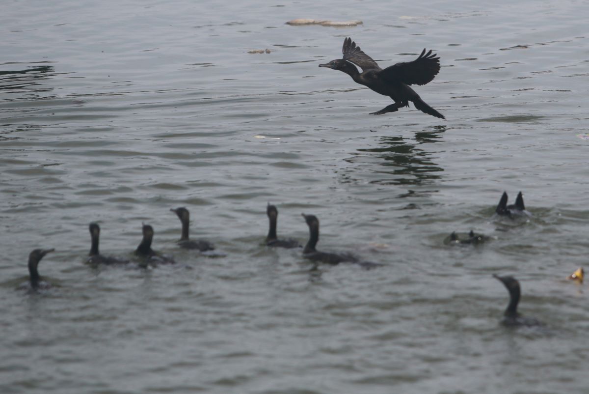 MANUVER: Sejumlah burung Pecuk Padi Hitam atau pecuk hitam mendarat dan menyelam di Waduk Muara Nusa Dua (3/1/2024)
