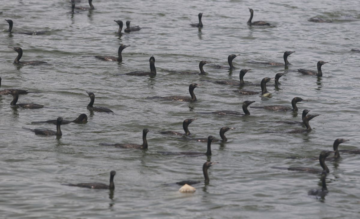 ahli nyelam: Rombongan burun pecuk hitam di Waduk Muara Nusa Dua Bali.