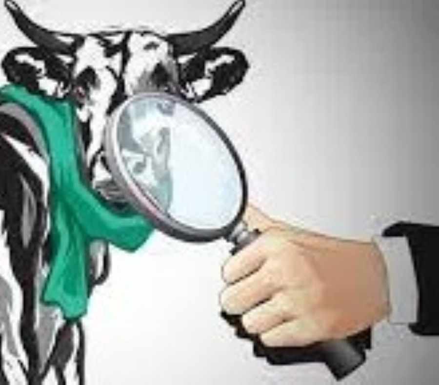 ilustrasi penanganan penyakit sapi-jawa pos-radar jombang