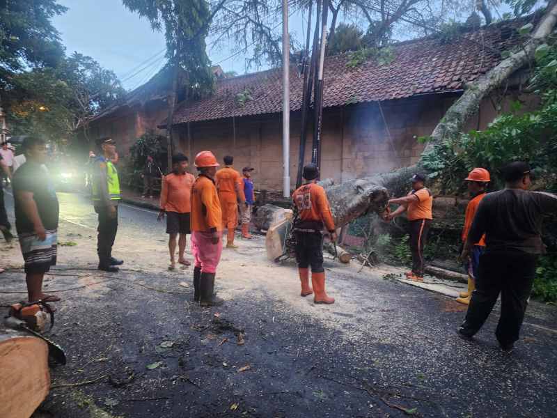 ROBOH KE JALAN : Proses pembersihan pohon tumbang di Jalan Campuhan Ubud, Gianyar. (Istimewa)