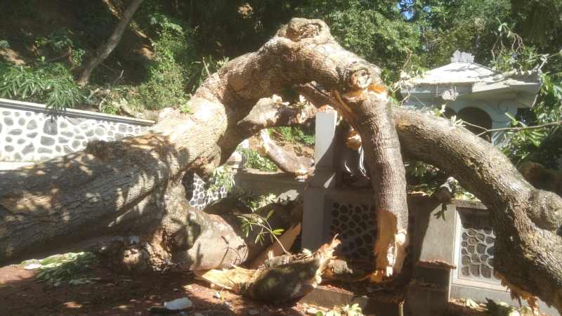 ROBOH : Pohon jenis pule usia puluhan tahun tumbang menimpa bangunan pura di Banjar Dinas Bugbug Kelod, Desa Bugbug, Kecamatan Karangasem. (Foto BPBD Karangasem untuk radar bali)