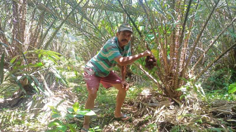 HARGA SEDANG TIDAK BAGUS : Petani salak saat menunjukkan tanaman salak miliknya. (zulfika rahman/radar bali)