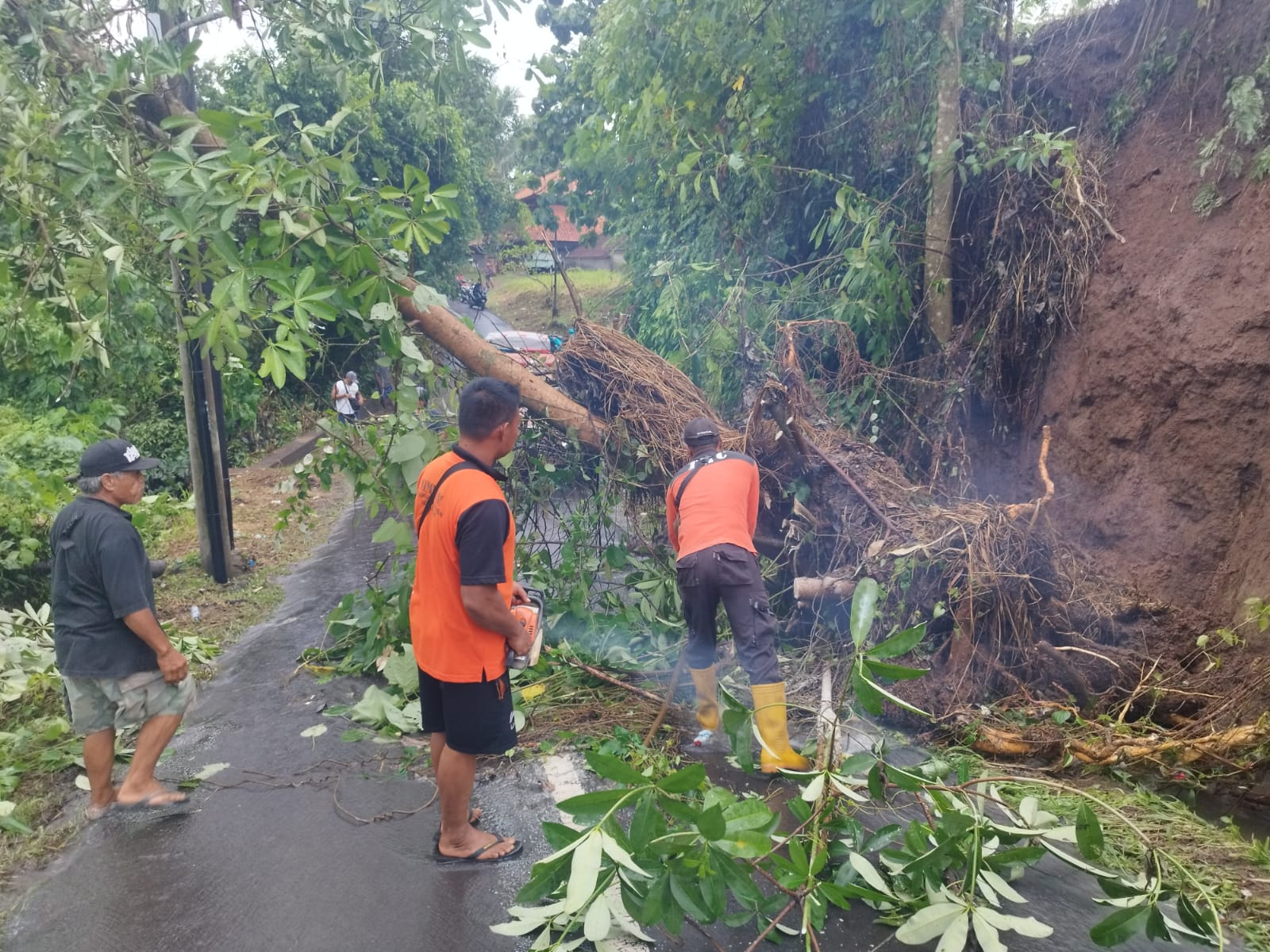 TUTUP AKSES JALAN: Pohon tumbang akibat hujan dan longsor di Desa Lodtunduh Ubud Gianyar (25/2/2024).
